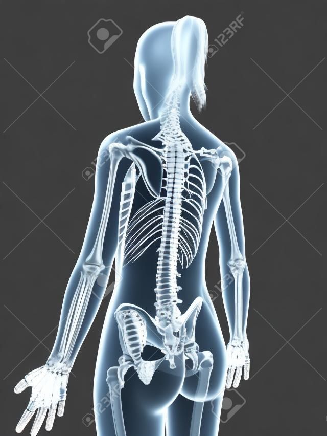 transparent female skeleton - spine