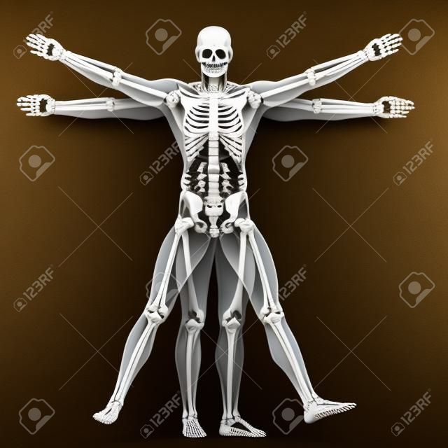 Hombre de Vitruvio - esqueleto