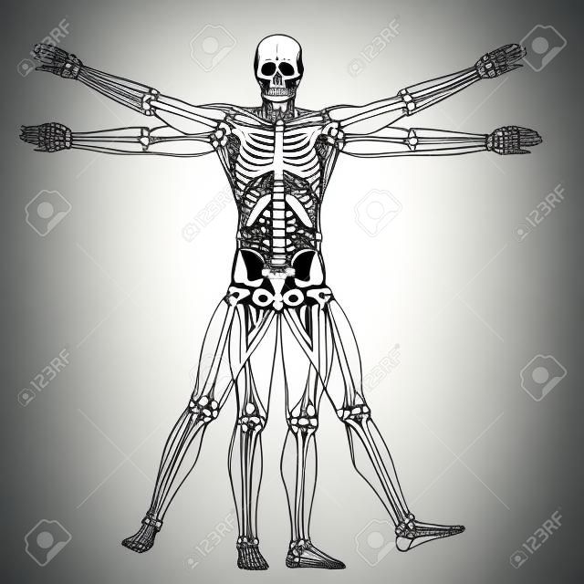 L'homme de Vitruve - squelette
