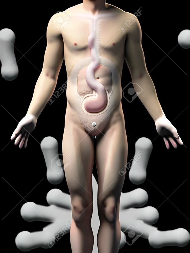 ilustración del estómago de un individuo masculino asiático