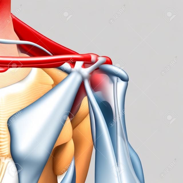 medizinische genaue Darstellung der Schultermuskulatur