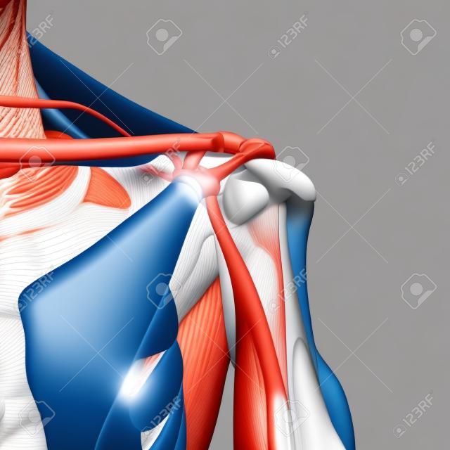 illustration médicale précise des muscles de l'épaule
