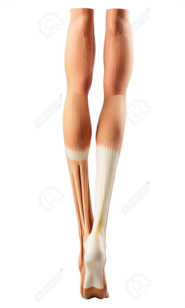 ilustração médica precisa dos músculos da perna