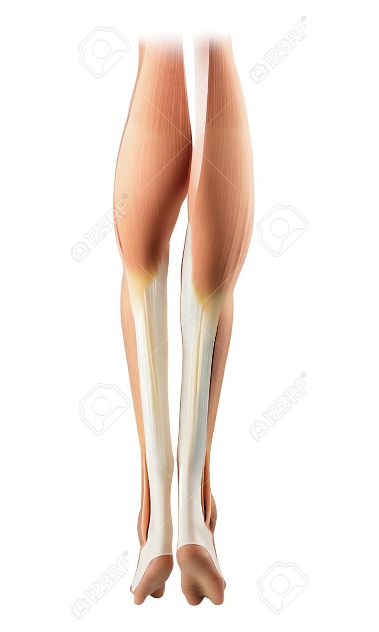 낮은 다리 근육의 의료 정확한 그림