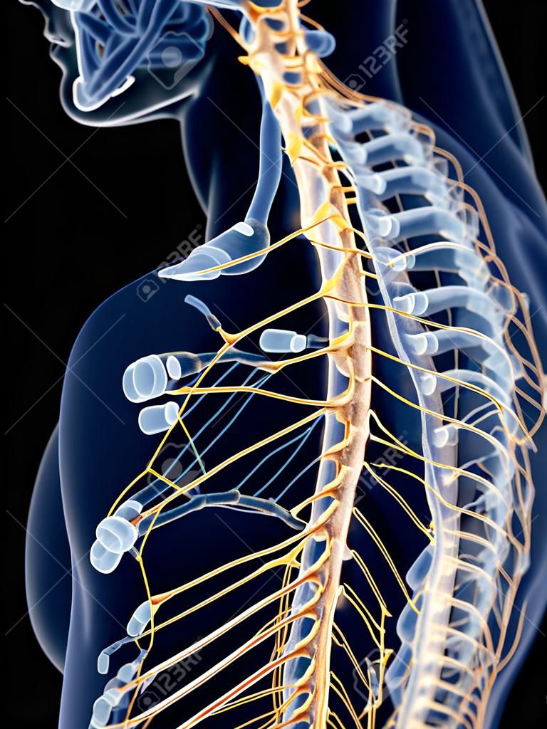 ilustración médica precisa de los nervios del hombro