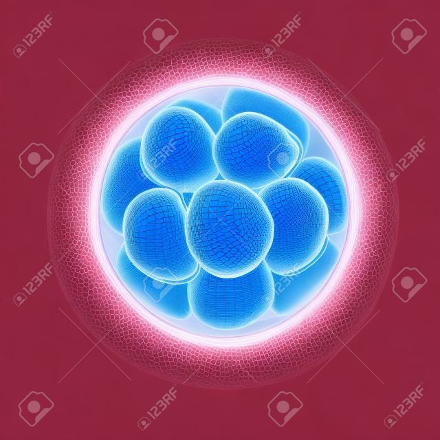 3d rendered ilustração medicamente precisa de um embrião de estágio celular 16