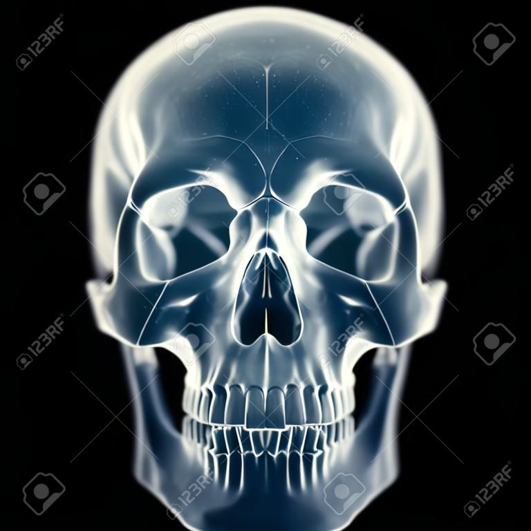3d rendered medically accurate illustration of the skull
