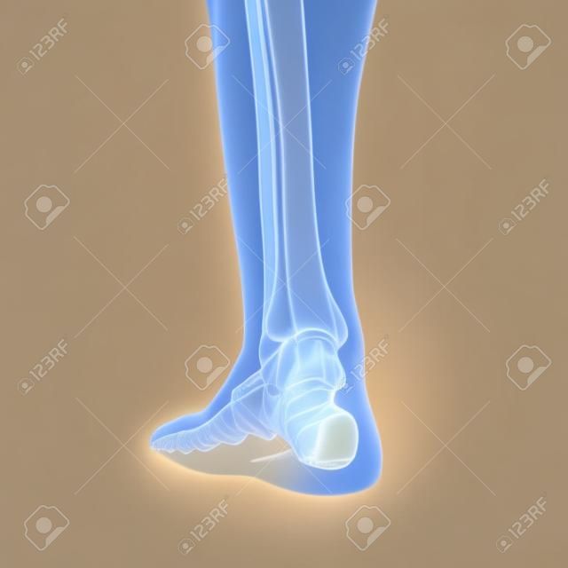 骨格足の医学的に正確なイラストを3dレンダリング