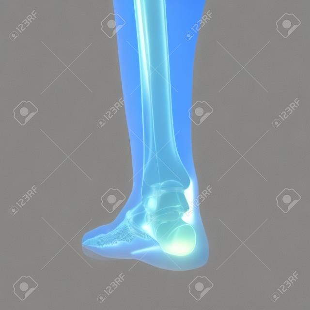 3D Rendering accurato dal punto di vista medico illustrazione del piede scheletrico
