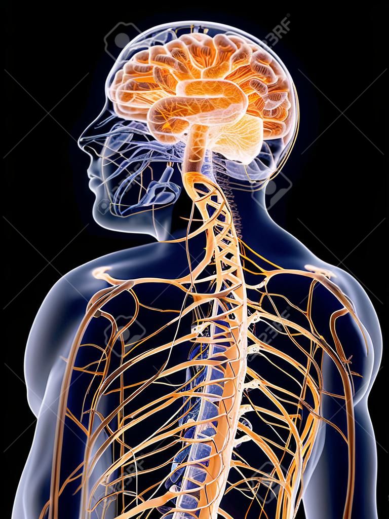 Illustration médicalement précise en rendu 3D du système nerveux humain