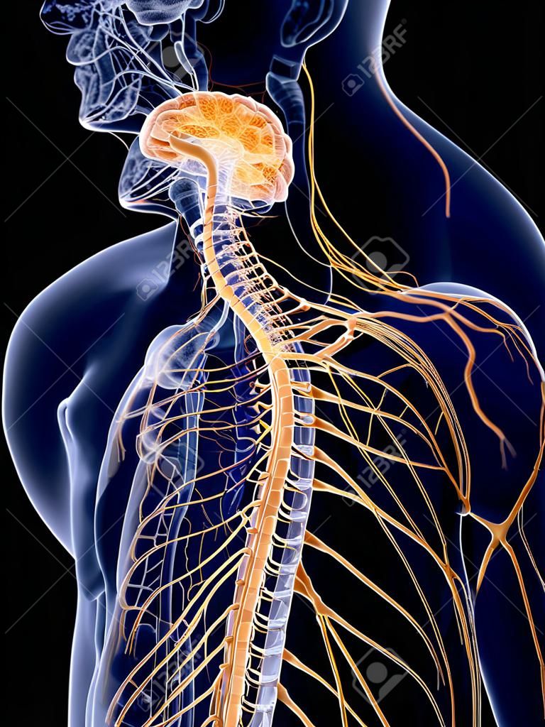 Illustration médicalement précise en rendu 3D du système nerveux humain