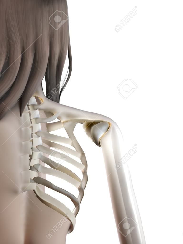 3d rendered medically accurate illustration of a females shoulder joint