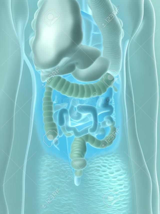 3d rendered medically accurate illustration of a mans colon