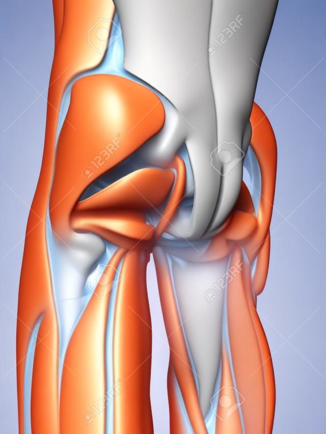 3d rendered medically accurate illustration of the gluteus medius