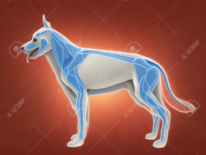 3d rendered medically accurate illustration of the dogs muscle system