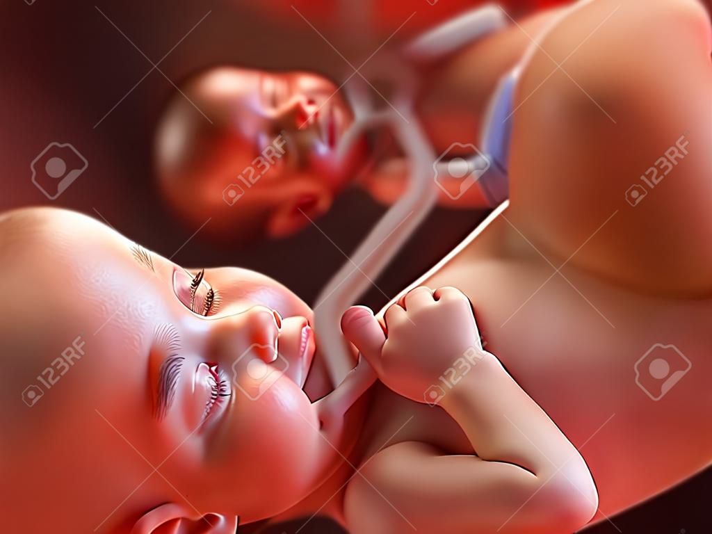3d rendered medically accurate illustration of twins - week 23