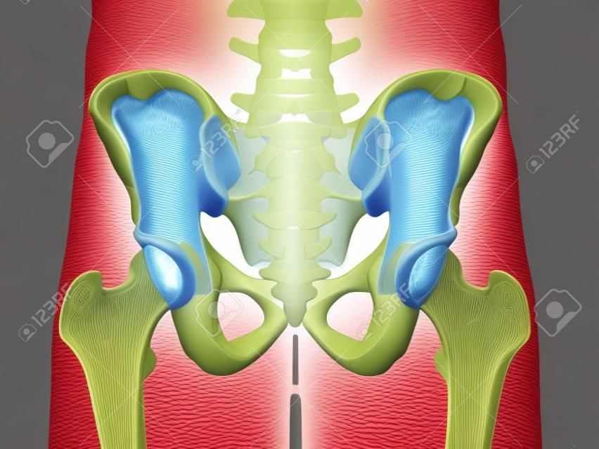 미골의 의학적으로 정확한 3d 렌더링 된 그림