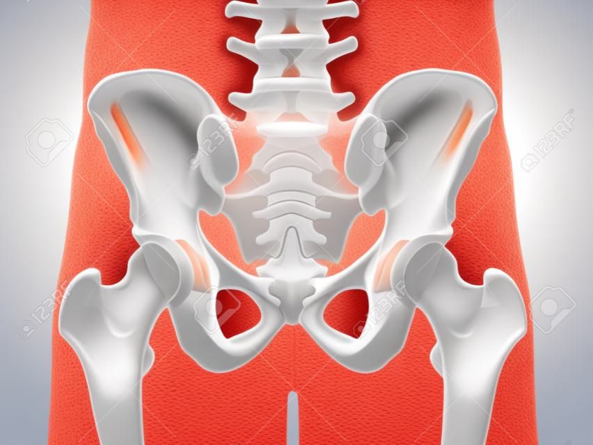 3d rendered medically accurate illustration of the coccyx
