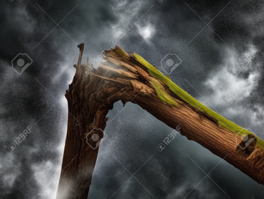 Detail of broken branch for storm destruction