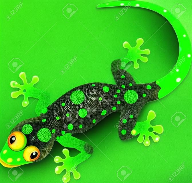 zielony gecko
