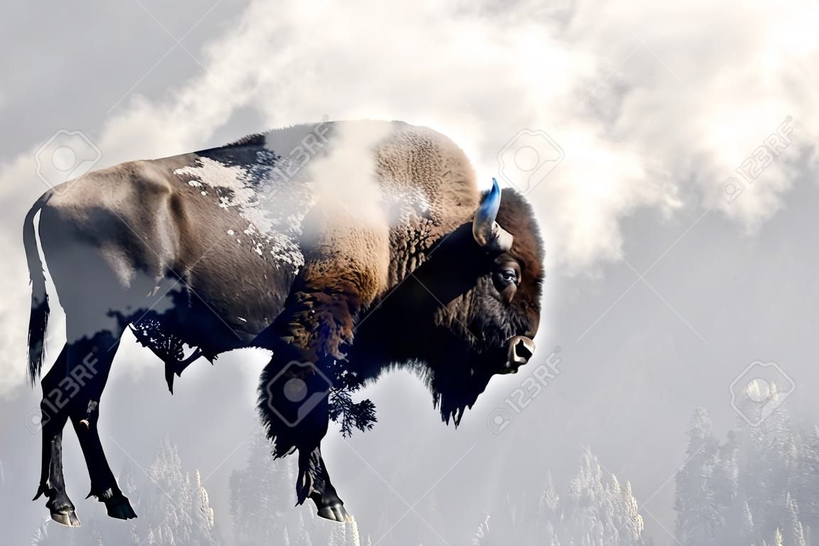 Double exposure of a wild bison, buffalo and a pine forest