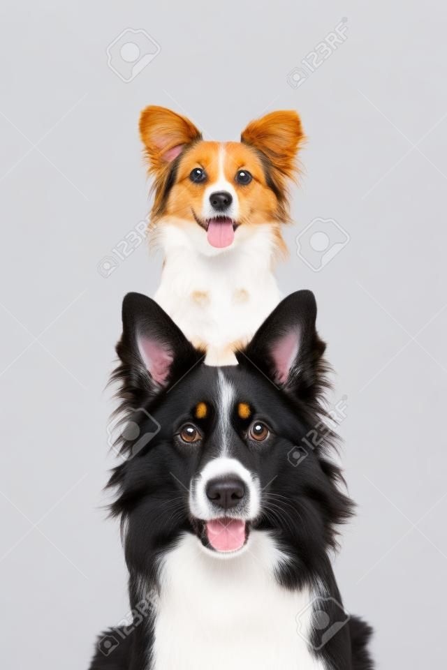 Retrato de dos perros y un gato apilados verticalmente aislado sobre un fondo blanco.