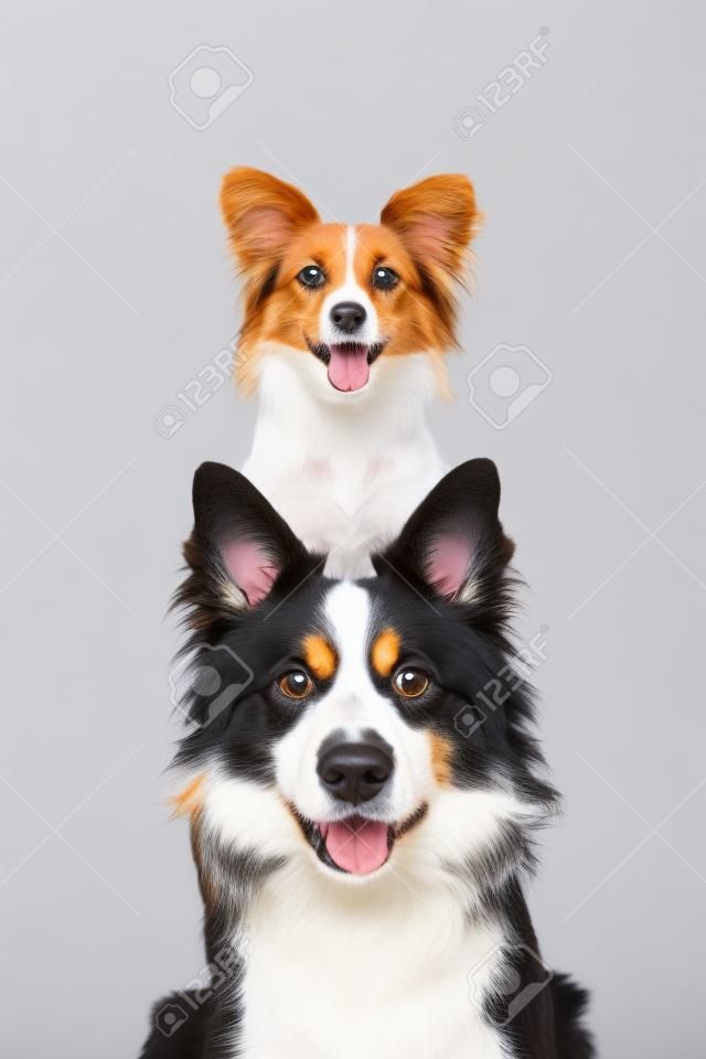 Ritratto di due cani e un gatto accatastati verticalmente isolati su uno sfondo bianco