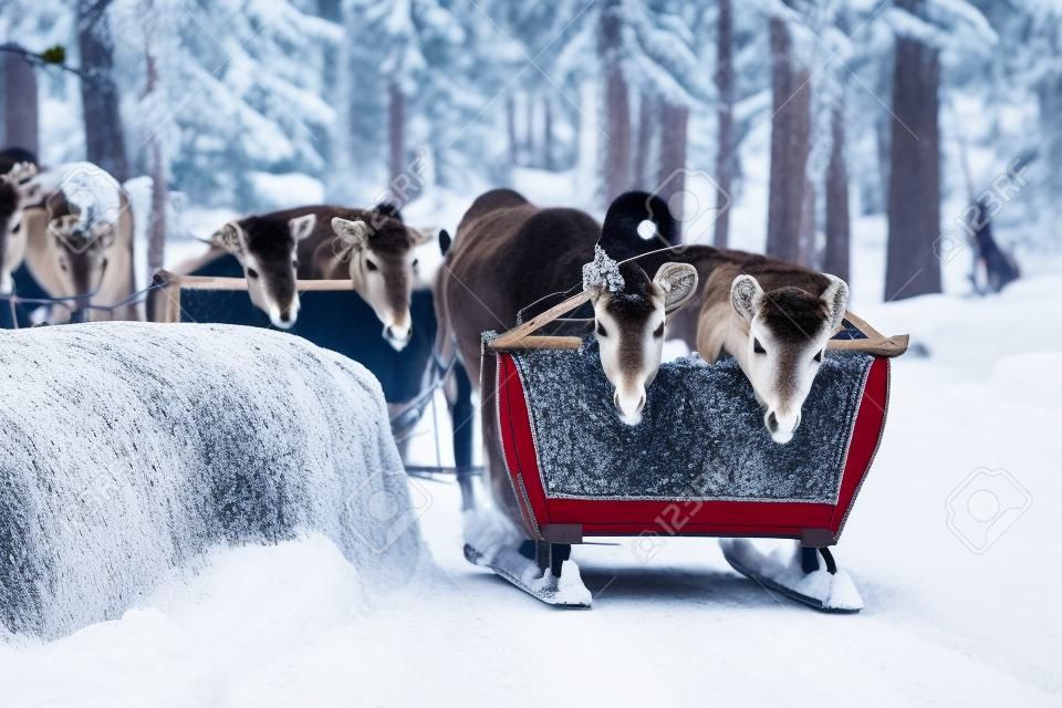 Reindeer sleigh caravan safari with people in winter forest at Rovaniemi, Lapland, Northern Finland.