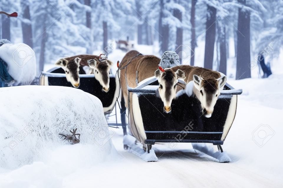Reindeer sleigh caravan safari with people in winter forest at Rovaniemi, Lapland, Northern Finland.
