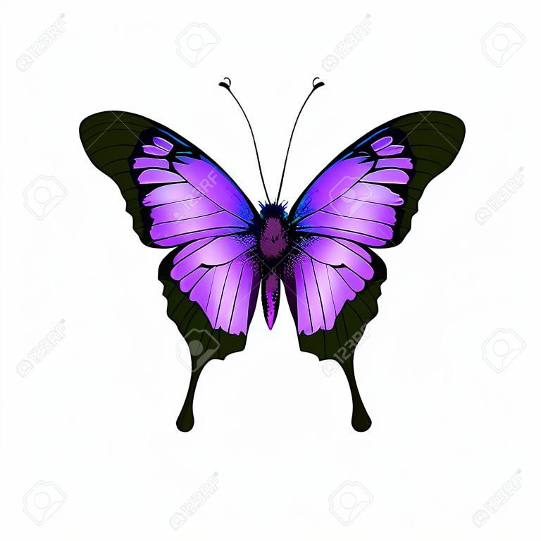 Mariposa. Ilustración vectorial de la hermosa rosa y púrpura de la mariposa violeta lila aislado en el fondo blanco