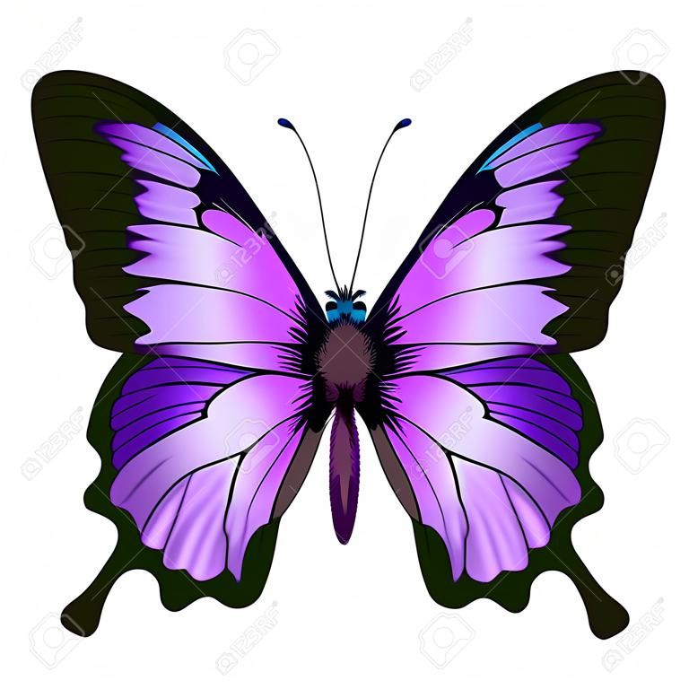 蝴蝶矢量插图美丽的粉红色和紫色丁香紫蝴蝶隔离白色背景