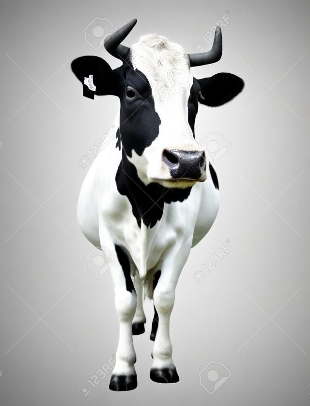 Repéré vache pleine longueur noir et blanc isolé sur blanc