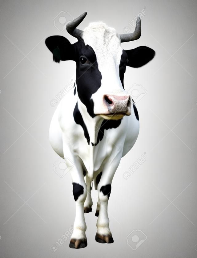 Foltos fekete-fehér tehén teljes hosszában elszigetelt fehér