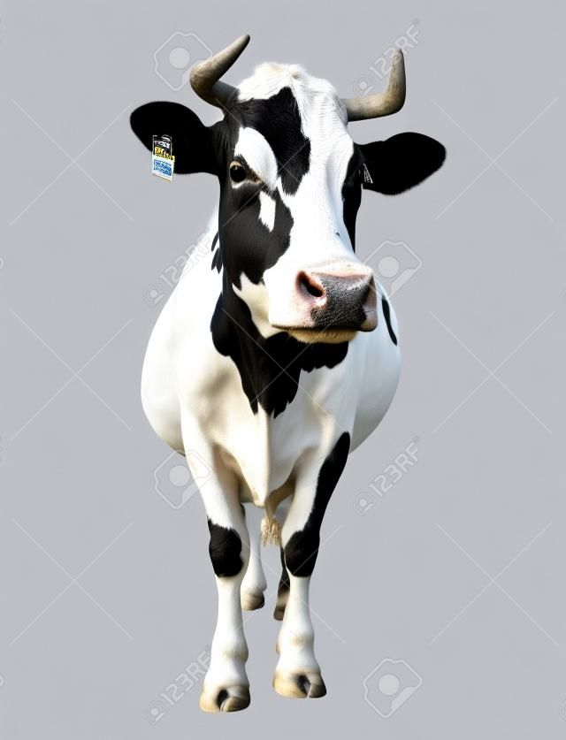 Spotted black and white cow full length isolated on white