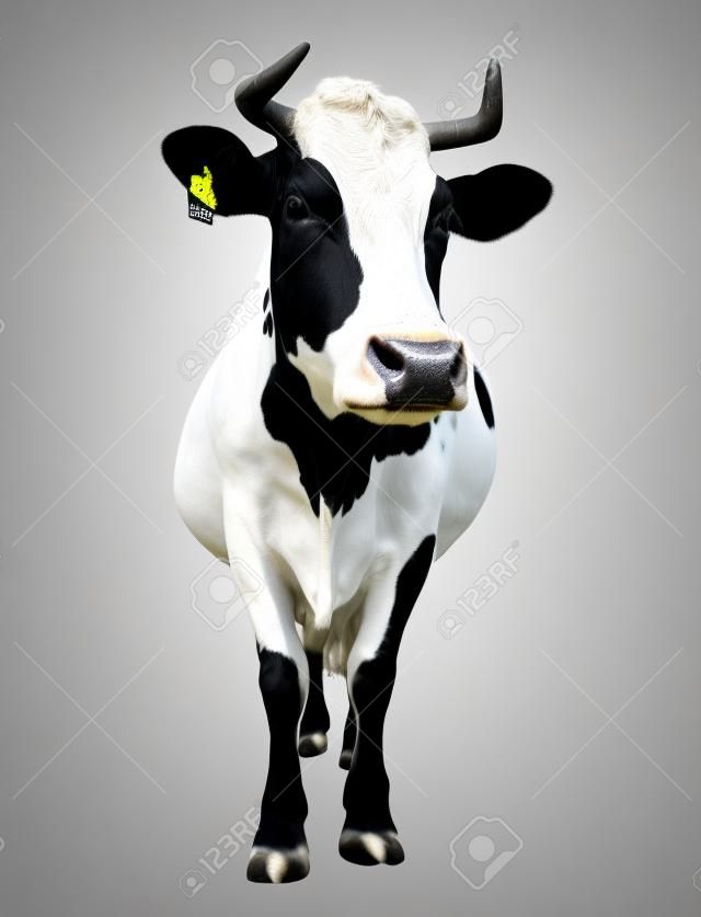 Manchado vaca longitud completa en blanco y negro aislado en blanco