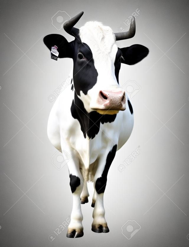 Repéré vache pleine longueur noir et blanc isolé sur blanc
