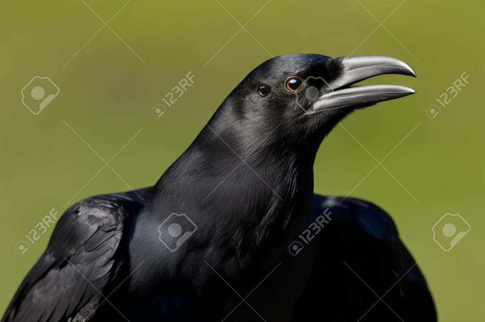 Raven Closeup
