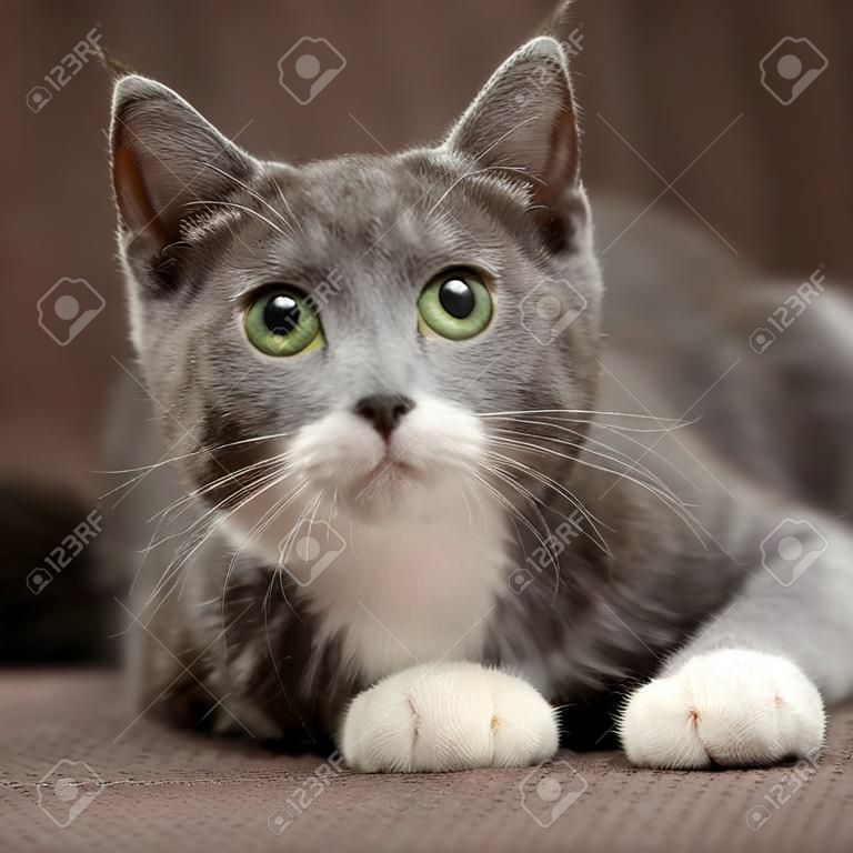 gato gris con gato blanco