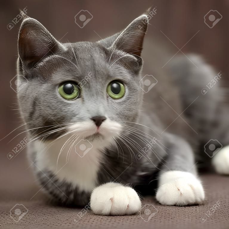 gato gris con gato blanco