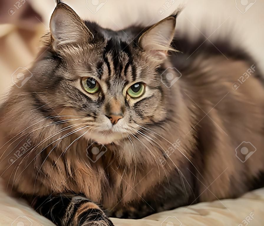 красивый пушистый коричневый кот
