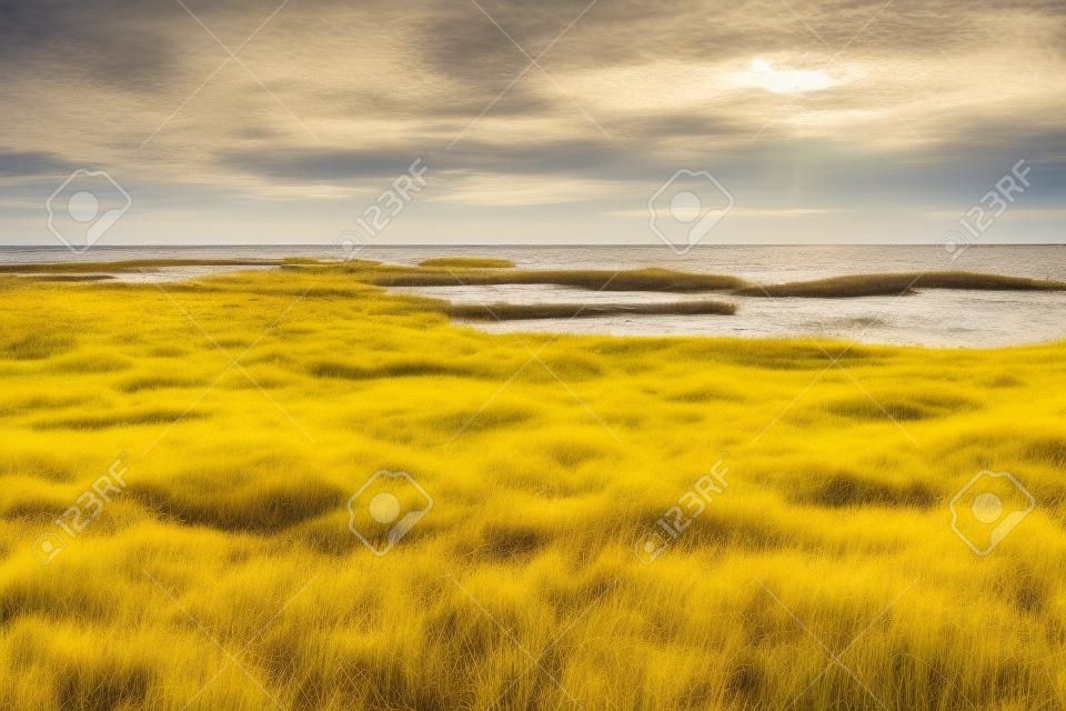 yellow grass in the water of the gulf of finland in autumn