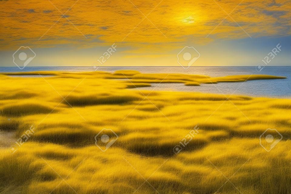 yellow grass in the water of the gulf of finland in autumn