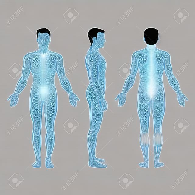 man body anatomy, front, back and side standing vector human pose 