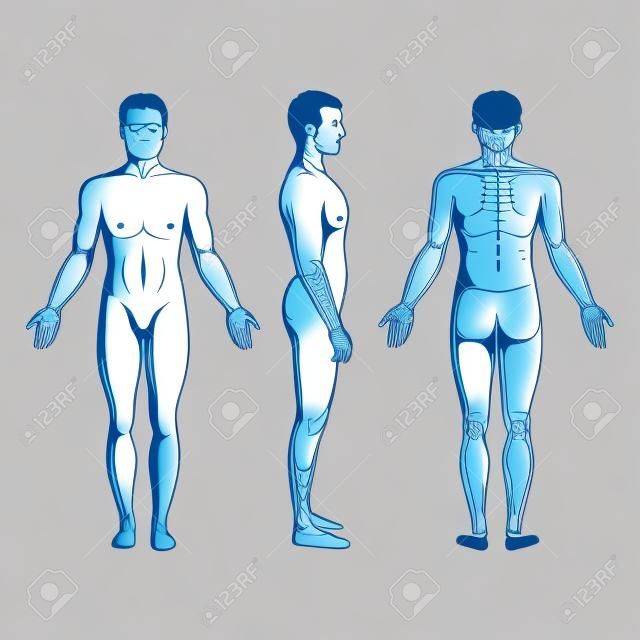 man body anatomy, front, back and side standing vector human pose 