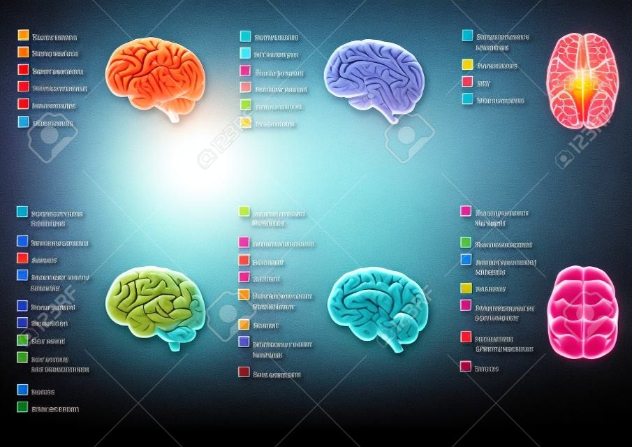 Anatomie du cerveau humain, zone de fonction, le système de l'esprit