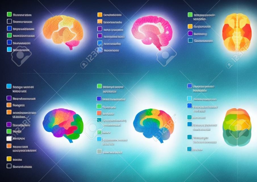 Human brain anatomy, function area, mind system