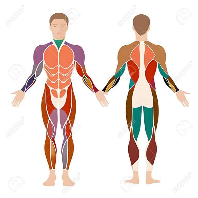 вектор мышечной человеческое тело, анатомия мышц человек,