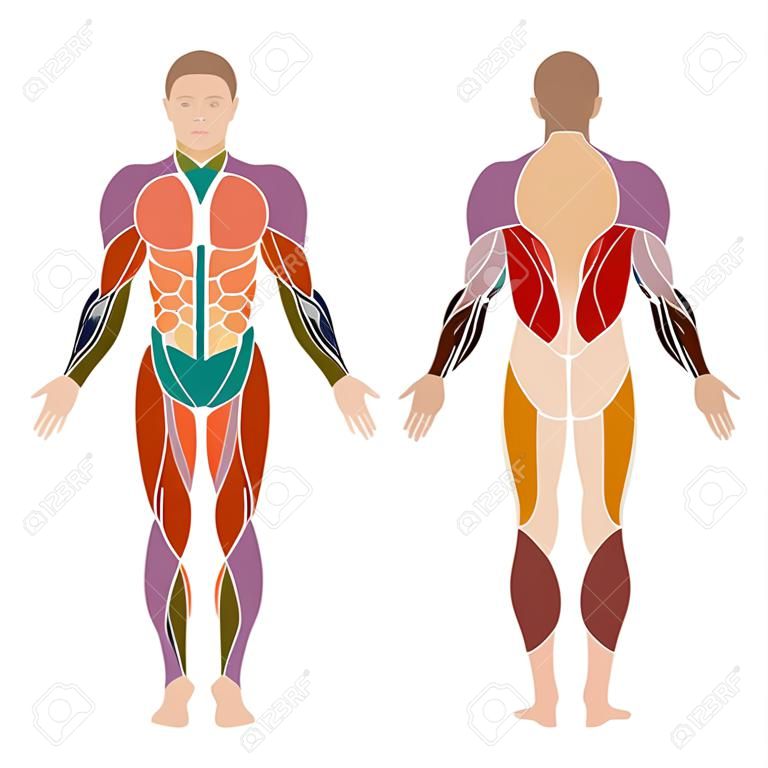 矢量肌肉人體解剖肌肉的男人，