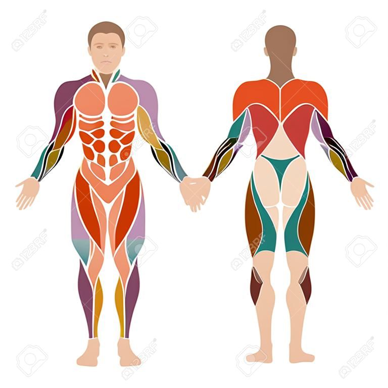 вектор мышечной человеческое тело, анатомия мышц человек,