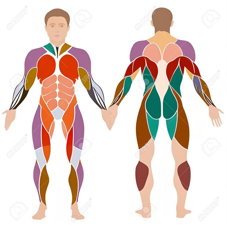 vektor izmos emberi test, anatómia izom férfi,